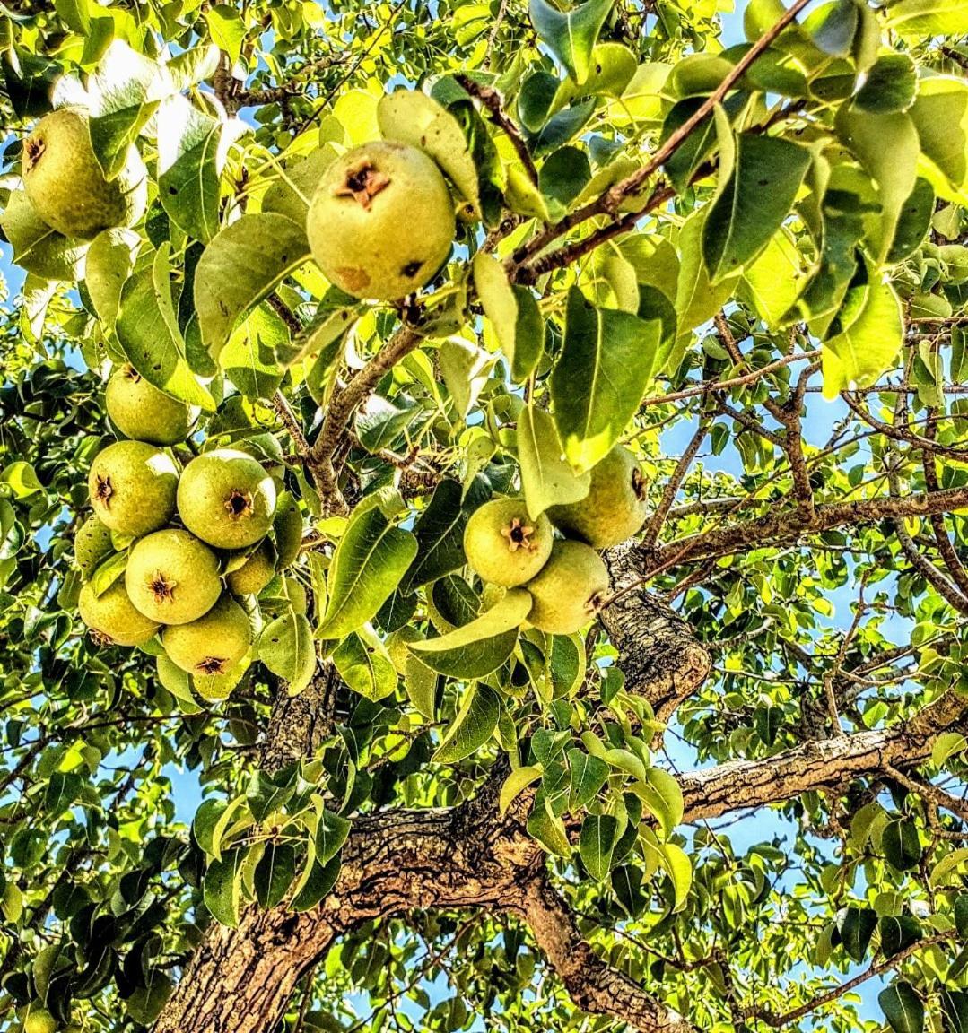 Casa Dei Frutti Di Ostuni 아파트 외부 사진